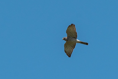 Accipiter brevipes