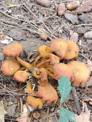 Gymnopilus junonius