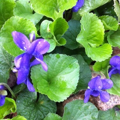 Viola odorata
