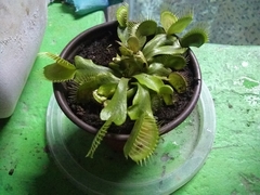 Dionaea