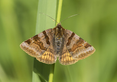 Euclidia glyphica