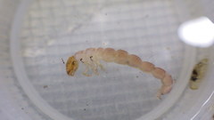 Polycentropus