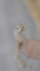 Polycentropus