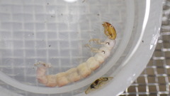 Polycentropus