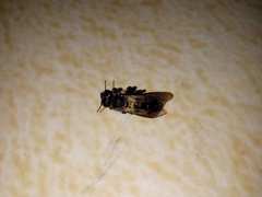 Apis dorsata breviligula