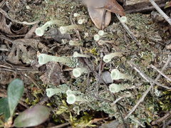 Cladonia deformis