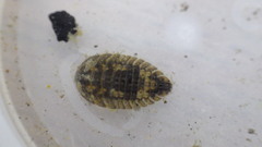 Ectopria nervosa