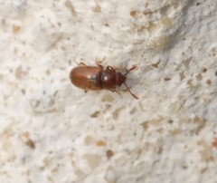 Cryptophagidae