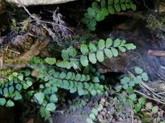 Asplenium adulterinum