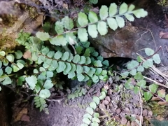 Asplenium adulterinum