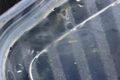 Bolinopsis microptera