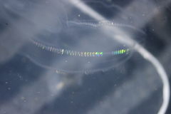 Bolinopsis microptera