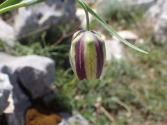 Fritillaria messanensis neglecta