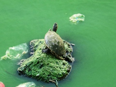 Trachemys