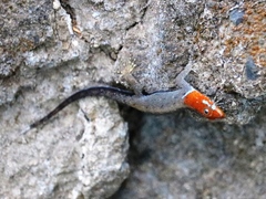 Gonatodes albogularis