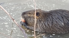 Myocastor coypus