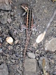 Sceloporus variabilis