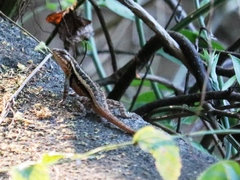 Sceloporus variabilis