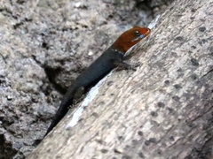Gonatodes albogularis