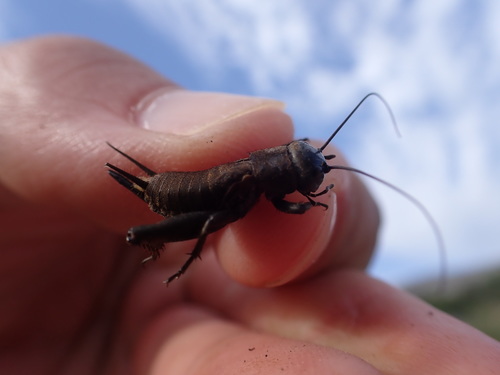 Stepski tamni šturak (Melanogryllus desertus)