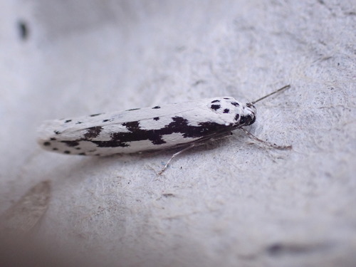 čiernomôľka kamienková (Ethmia pusiella)
