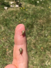 Kuschelina nigrovittata