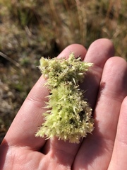 Sphagnum strictum