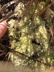 Sphagnum strictum