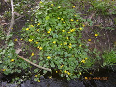 Ficaria verna
