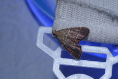 Stemmatophora flavicaput