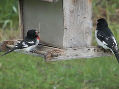 Pheucticus ludovicianus