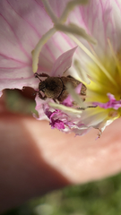 Hoplia dispar