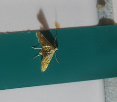 Eristena