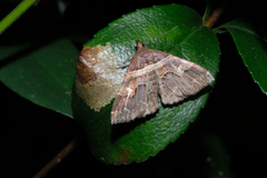 Bertula retracta