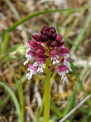 Neotinea ustulata ustulata