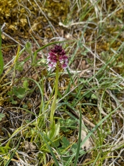 Neotinea ustulata ustulata