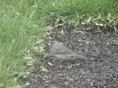 Junco