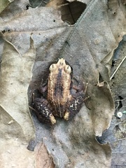 Craugastor polyptychus