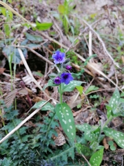 Pulmonaria stiriaca