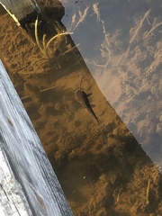 Ameiurus nebulosus
