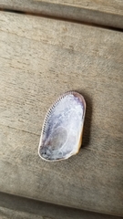 Donax gouldii