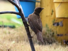 Turdus grayi