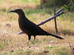 Quiscalus mexicanus