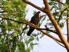 Patagioenas flavirostris