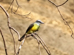 Tyrannus melancholicus