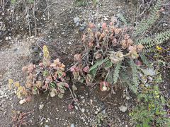 Kalanchoe laxiflora
