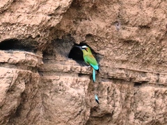 Eumomota superciliosa