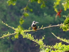 Megaceryle torquata