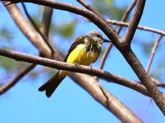 Tyrannus melancholicus