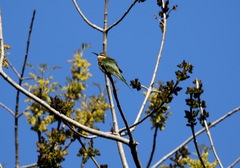 Merops superciliosus